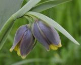 Fritillaria uva-vulpis