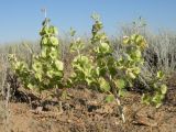 Eremostachys tuberosa