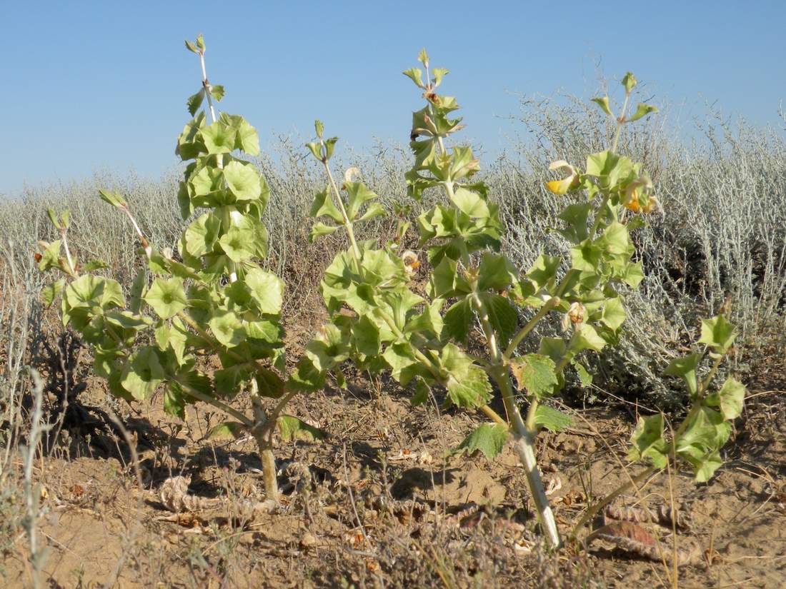 Image of Eremostachys tuberosa specimen.