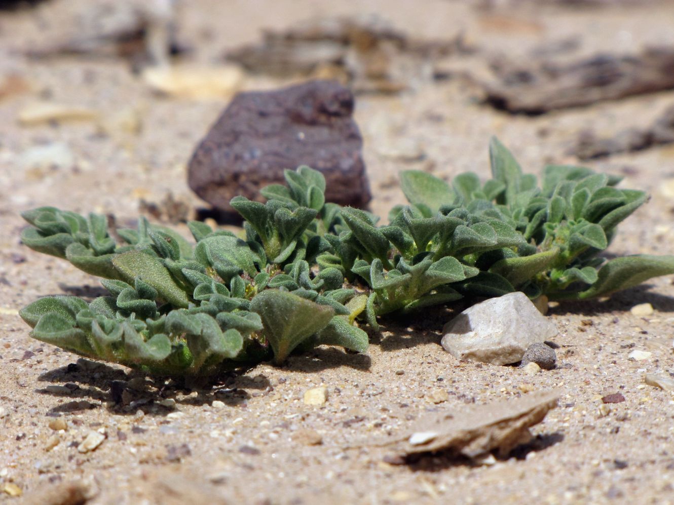 Image of Aizoon canariense specimen.