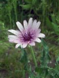 Tragopogon malikus