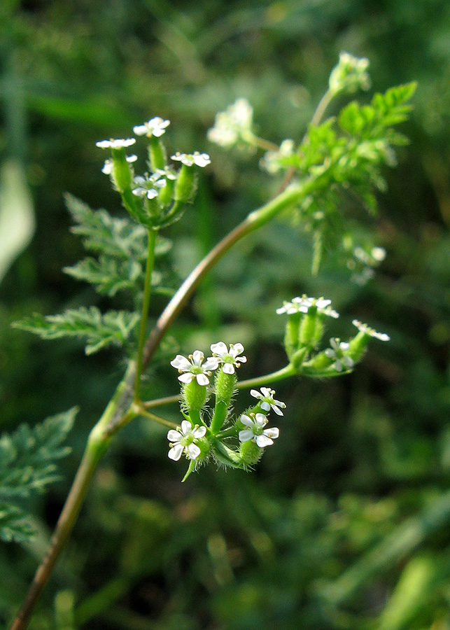 Изображение особи Anthriscus caucalis.