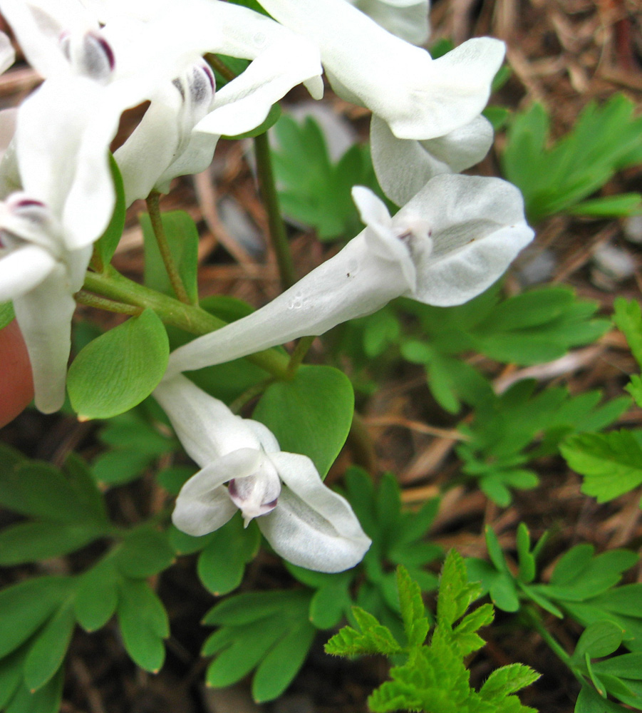 Image of Corydalis vittae specimen.