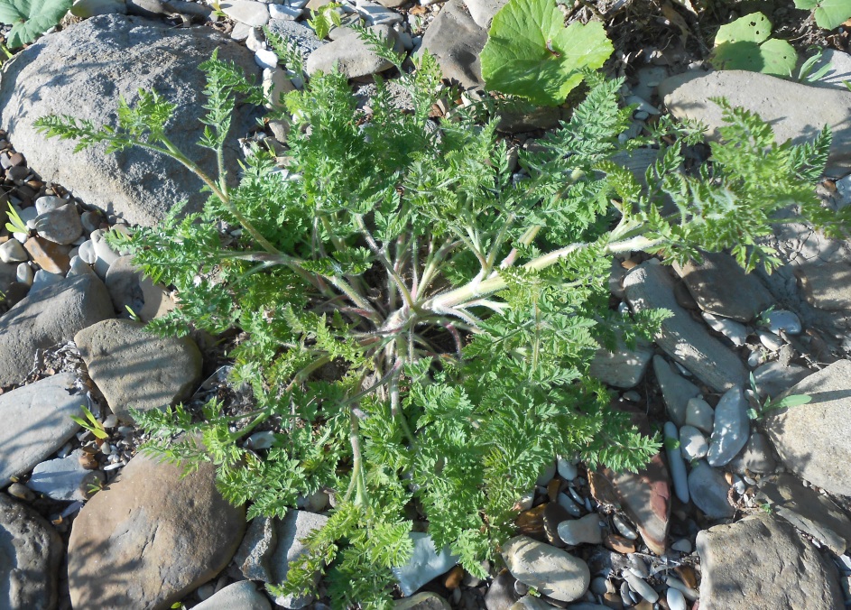 Изображение особи семейство Apiaceae.