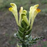 Scutellaria grossheimiana