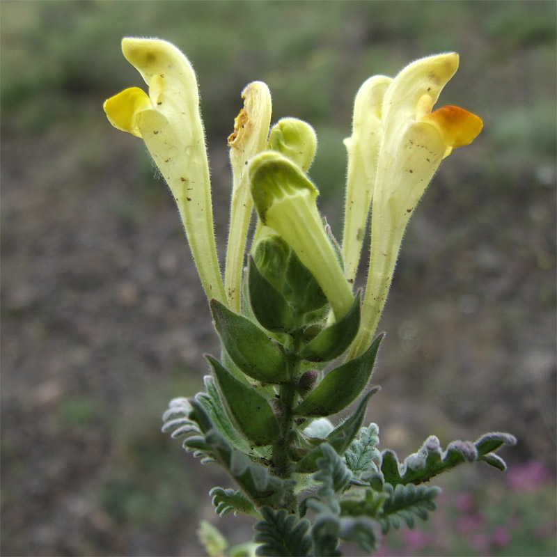 Image of Scutellaria grossheimiana specimen.