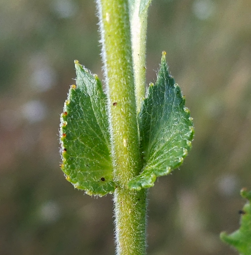 Изображение особи Salix myrsinifolia.