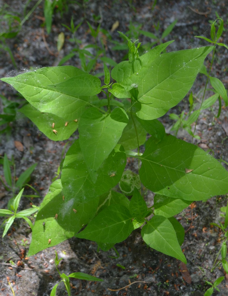 Изображение особи Solanum kitagawae.