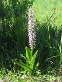 Orchis militaris