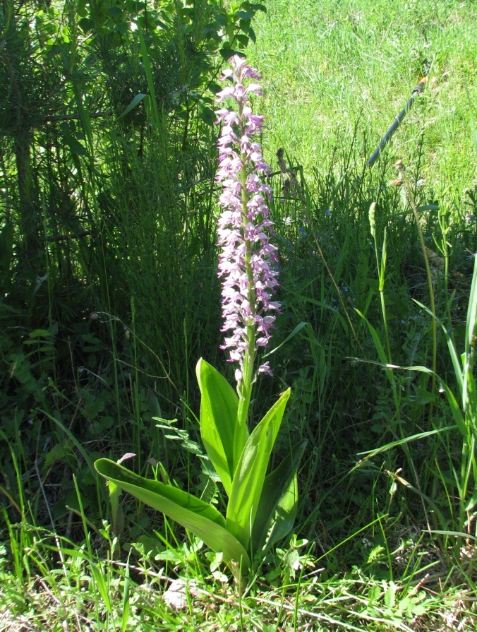 Image of Orchis militaris specimen.