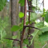 Image of taxon representative. Author is Наталия Шульц
