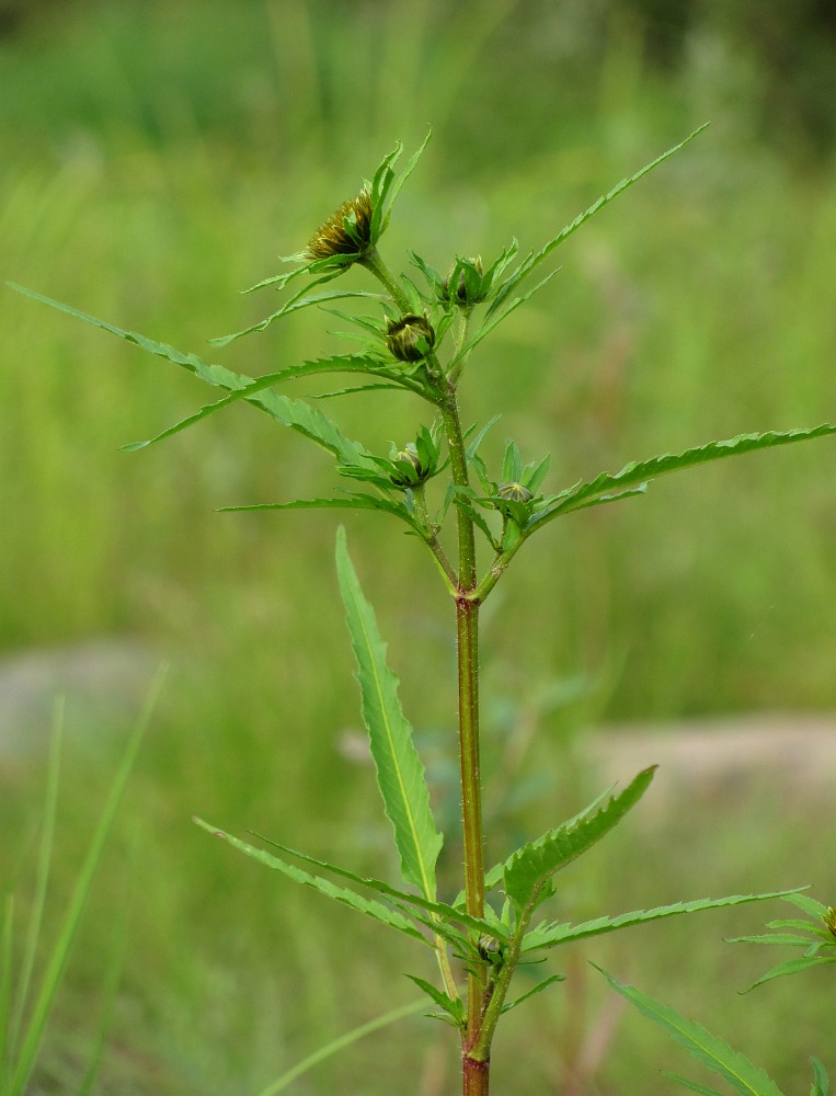 Image of Bidens radiata specimen.