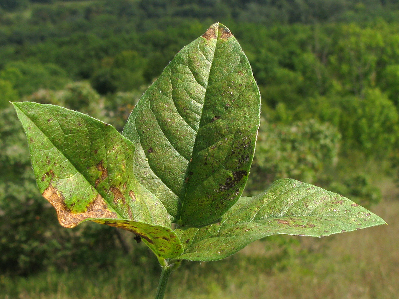 Image of Psoralea bituminosa ssp. pontica specimen.