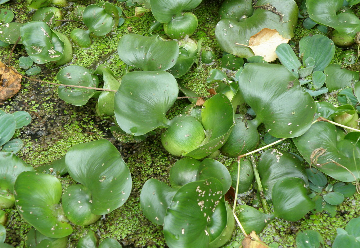 Изображение особи Eichhornia crassipes.