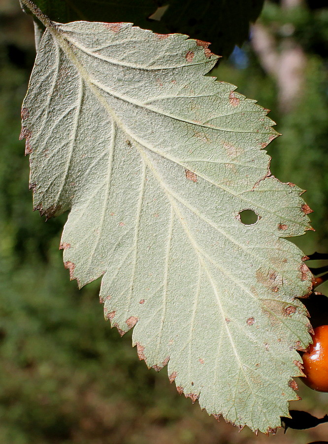 Изображение особи Sorbus intermedia.