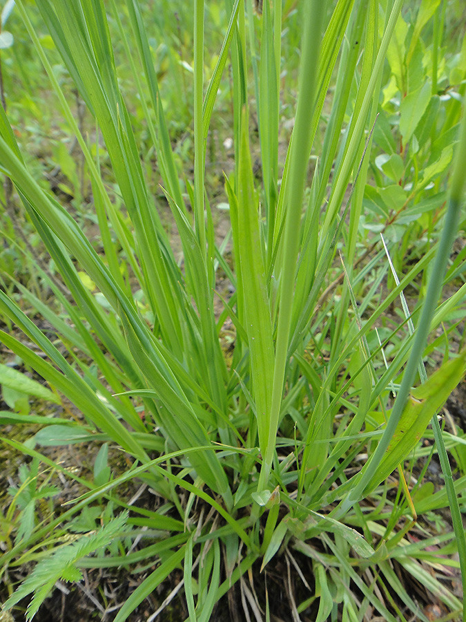Изображение особи Carex coriophora.
