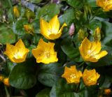 Lysimachia nummularia. Цветки и листья. Московская обл., Раменский р-н, окр. дер. Хрипань, садовый участок. 22.06.2013.