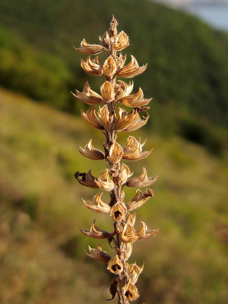 Image of Salvia tesquicola specimen.