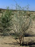 Astragalus villosissimus. Цветущее растение. Узбекистан, Бухарская обл., бугристые пески южнее озера Денгизкуль. 03.06.2009.