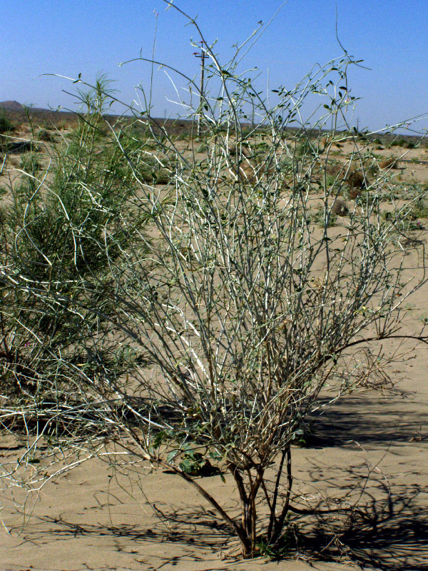 Image of Astragalus villosissimus specimen.