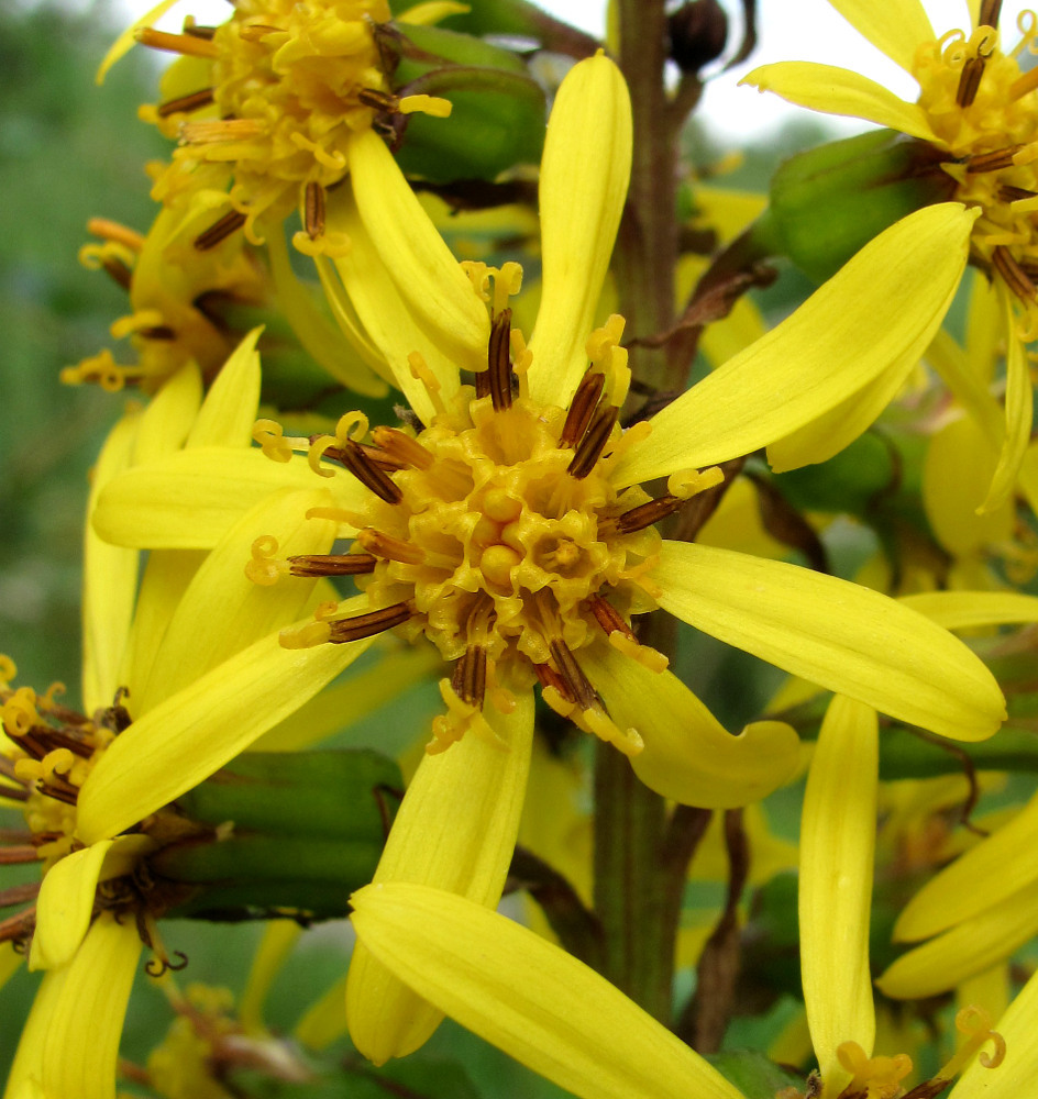 Image of Ligularia sibirica specimen.