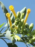 Nicotiana glauca