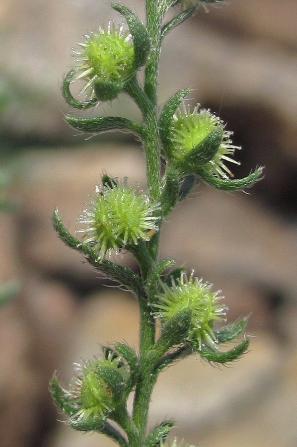 Image of Lappula squarrosa specimen.