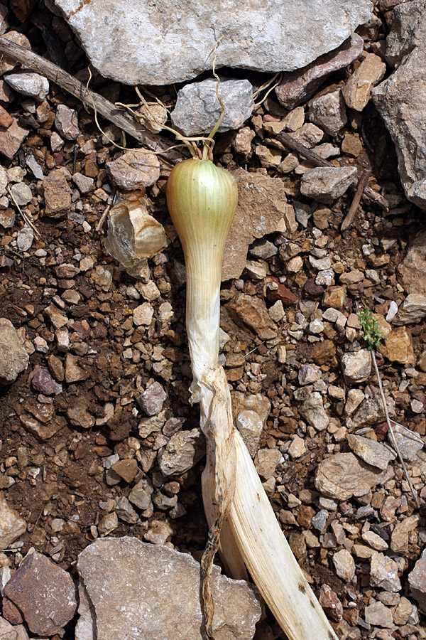 Image of Allium pskemense specimen.