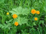 Trollius kytmanovii