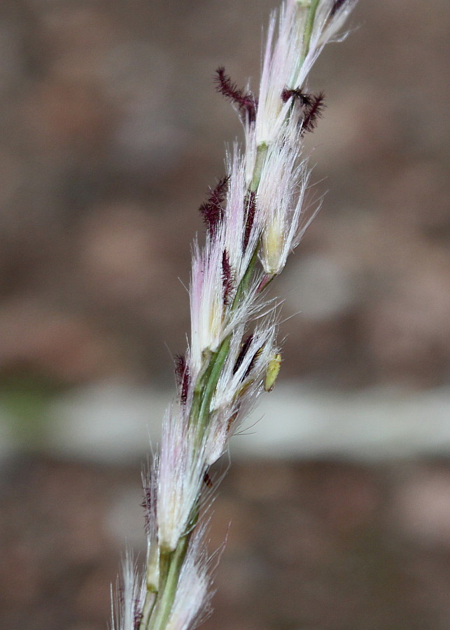 Изображение особи Miscanthus sinensis.