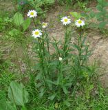 Leucanthemum ircutianum. Цветущие растения. Иркутская обл., Иркутское вдхр, берег залива. 10.07.2013.