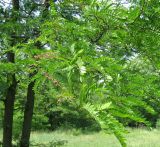 Gleditsia triacanthos