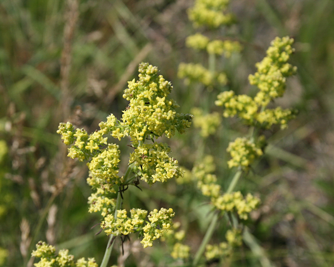 Изображение особи Galium verum.