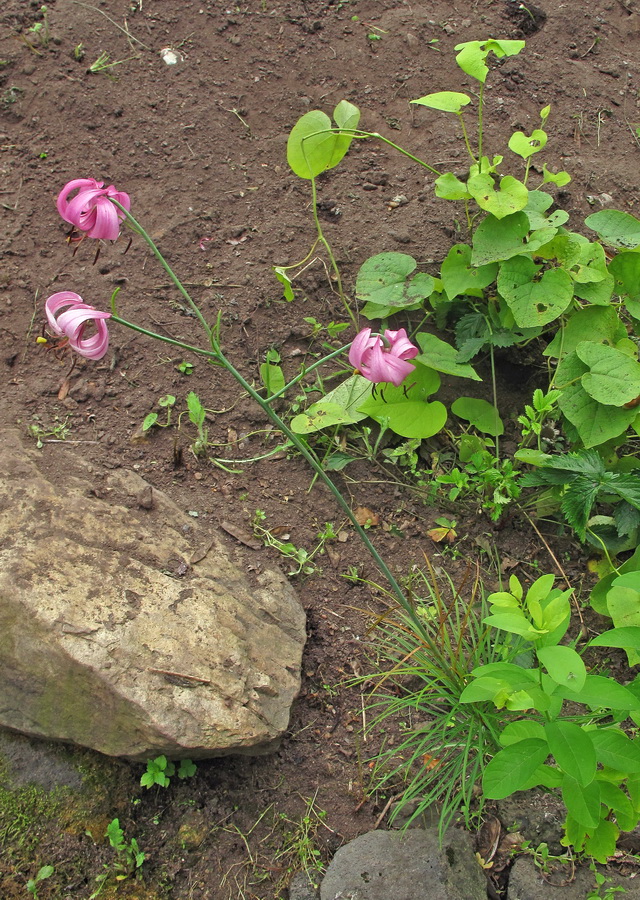 Image of Lilium cernuum specimen.