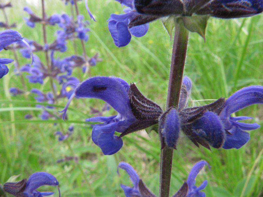 Изображение особи Salvia stepposa.