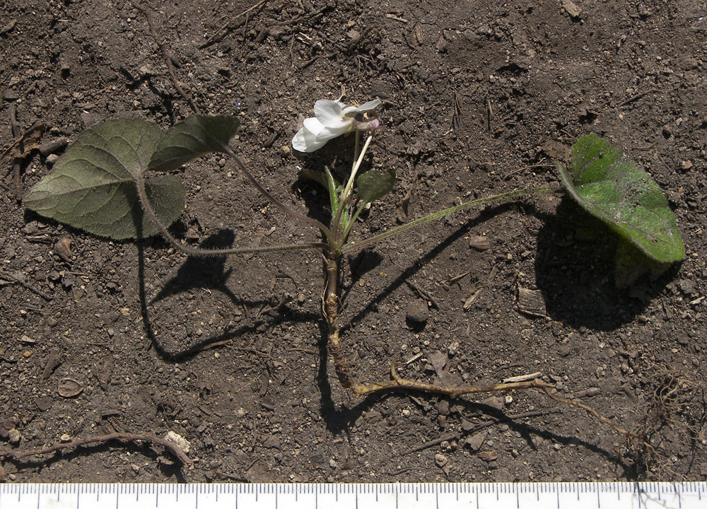 Image of Viola alba var. albiflora specimen.