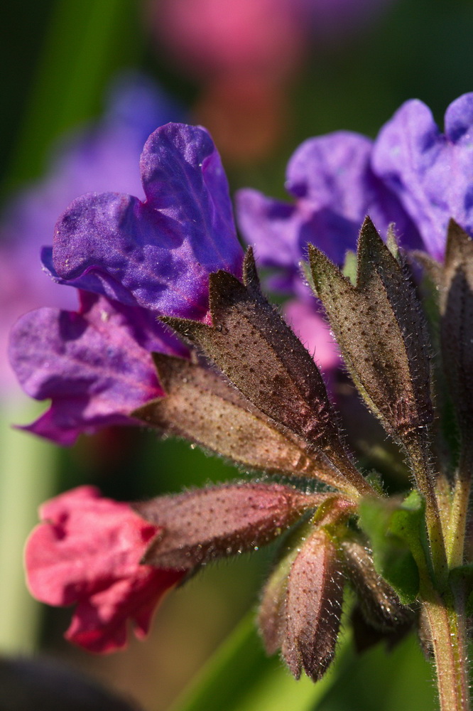 Изображение особи Pulmonaria obscura.