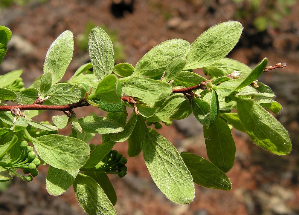 Image of Spiraea media specimen.