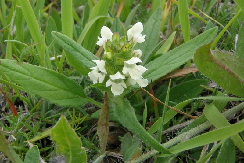 Image of Prunella laciniata specimen.