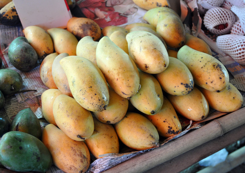 Image of Mangifera indica specimen.