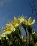 View full-size image Pulsatilla orientali-sibirica