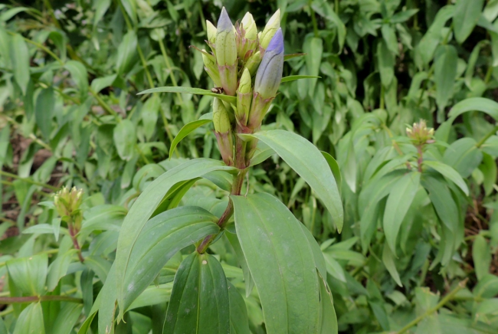 Изображение особи Gentiana axillariflora.