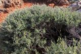 Anthyllis hermanniae. Вегетирующее растение на морском побережье. Греция, п-ов Пелопоннес, окр. г. Катаколо. 12.04.2014.