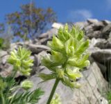 Oxytropis pilosa