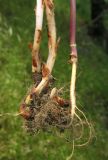 Orobanche pubescens. Выкопанные растения, сплетённые корнями с растением-хозяином Anthriscus cerefolium (справа). Крым, Карадагский заповедник, восточный склон горы Святая, каменистая осыпь в ясеневом лесу. 20 мая 2014 г.
