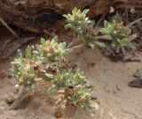 Filago desertorum
