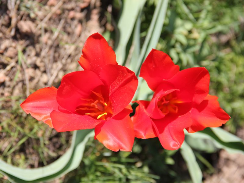 Image of Tulipa vvedenskyi specimen.