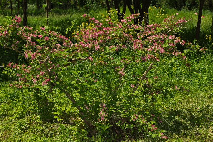 Image of Weigela florida specimen.