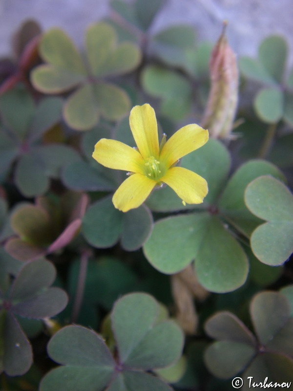 Изображение особи Oxalis corniculata.