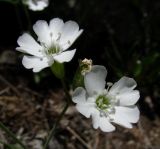 Lychnis samojedorum